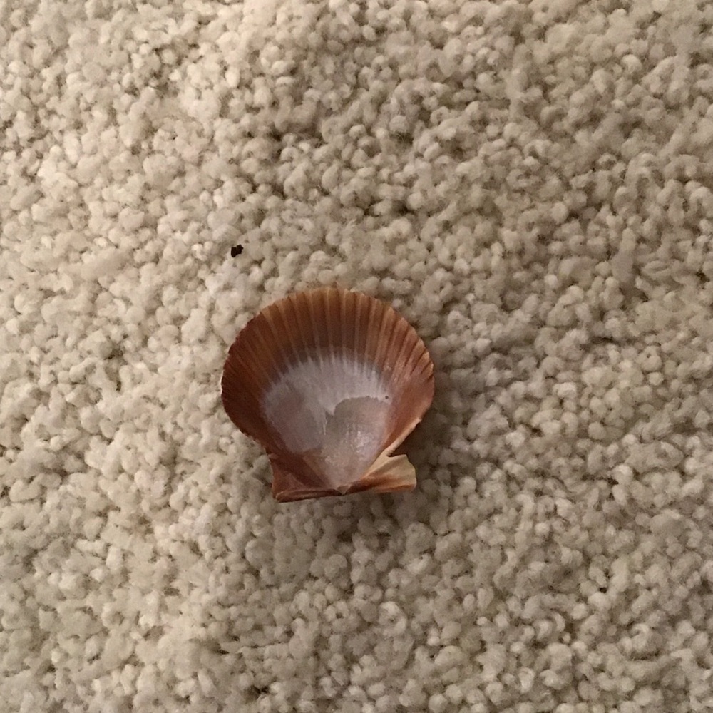 Natural Seashell Decor - Picture 4 of 4